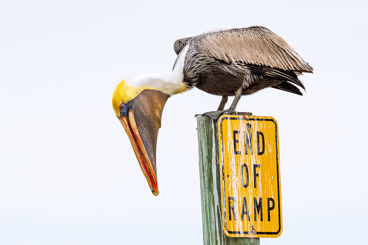 White and Black Pelican on Brown Wooden Post